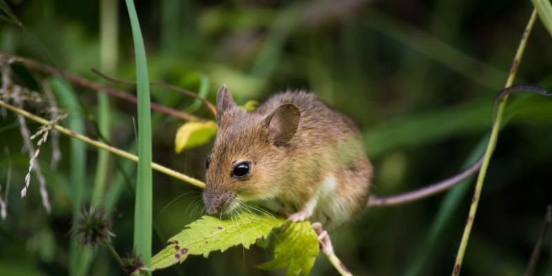 Nằm mơ thấy chuột là một giấc mộng thú vị
