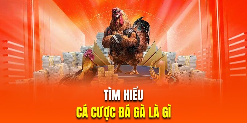 Tìm hiểu cá cược chọi kê trực tuyến