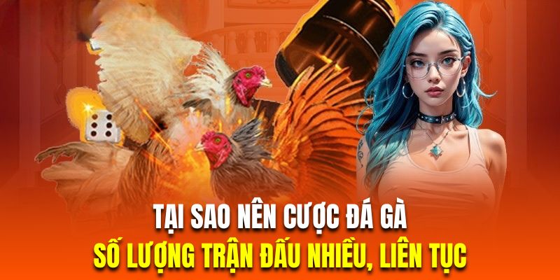 Cá cược đá gà trực tuyến tại nhà cái có số lượng trận đấu hoành tráng